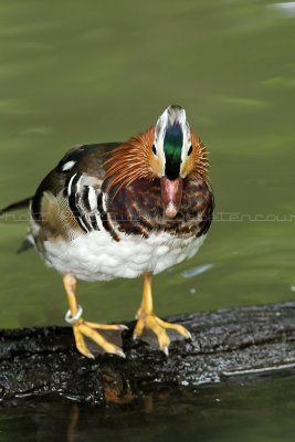 25 Visite du zoo parc de Beauval MK3_6430_DxO2 WEB.jpg