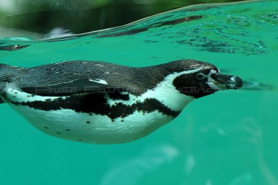 32 Visite du zoo parc de Beauval MK3_6442_DxO2 WEB.jpg