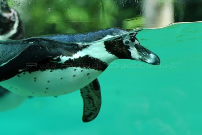 35 Visite du zoo parc de Beauval MK3_6446_DxO2 WEB.jpg