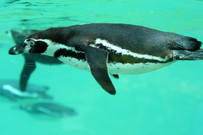 39 Visite du zoo parc de Beauval MK3_6452_DxO2 WEB.jpg