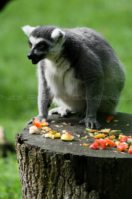 4 Visite du zoo parc de Beauval MK3_6407_DxO2 WEB.jpg