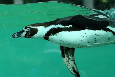 40 Visite du zoo parc de Beauval MK3_6453_DxO2 WEB.jpg