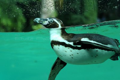 42 Visite du zoo parc de Beauval MK3_6455_DxO2 WEB.jpg