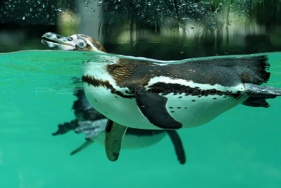 46 Visite du zoo parc de Beauval MK3_6460_DxO2 WEB.jpg