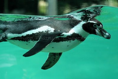 53 Visite du zoo parc de Beauval MK3_6469_DxO2 WEB.jpg