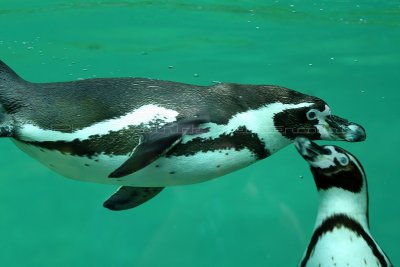 59 Visite du zoo parc de Beauval MK3_6476_DxO2 WEB.jpg