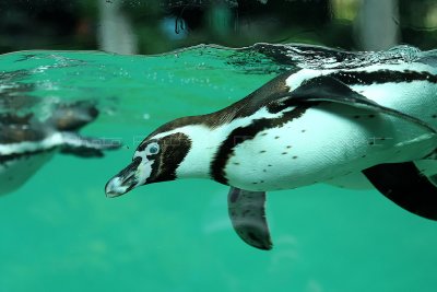 63 Visite du zoo parc de Beauval MK3_6480_DxO2 WEB.jpg