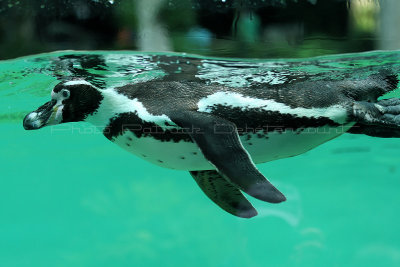 64 Visite du zoo parc de Beauval MK3_6481_DxO2 WEB.jpg