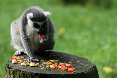 7 Visite du zoo parc de Beauval MK3_6410_DxO2 WEB.jpg