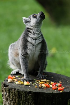 9 Visite du zoo parc de Beauval MK3_6412_DxO2 WEB.jpg