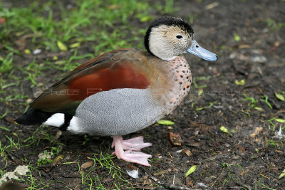 102 Visite du zoo parc de Beauval MK3_6536_DxO2 WEB.jpg