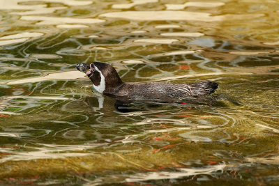 109 Visite du zoo parc de Beauval MK3_6547_DxO2 WEB.jpg