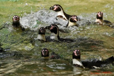 111 Visite du zoo parc de Beauval MK3_6550_DxO2 WEB.jpg