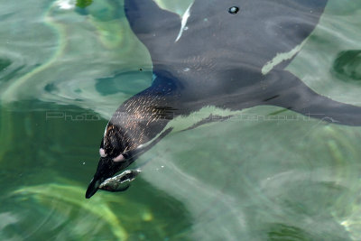 121 Visite du zoo parc de Beauval MK3_6565_DxO2 WEB.jpg