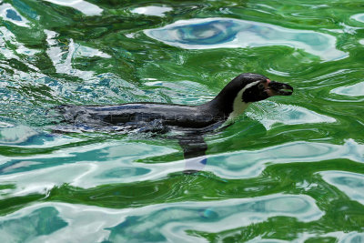 124 Visite du zoo parc de Beauval MK3_6574_DxO2 WEB.jpg