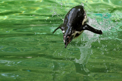 128 Visite du zoo parc de Beauval MK3_6586_DxO2 WEB.jpg