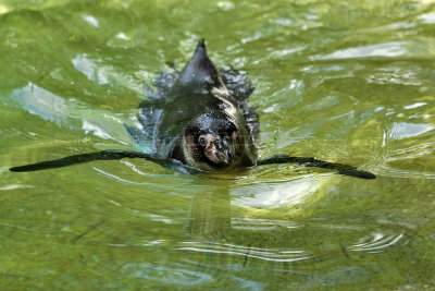 129 Visite du zoo parc de Beauval MK3_6589_DxO2 WEB.jpg