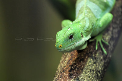 135 Visite du zoo parc de Beauval MK3_6607_DxO2 WEB.jpg