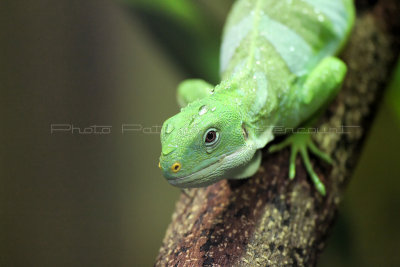 136 Visite du zoo parc de Beauval MK3_6608_DxO2 WEB.jpg