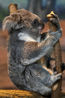 157 Visite du zoo parc de Beauval MK3_6642_DxO2 WEB.jpg