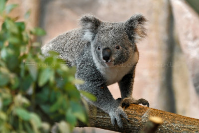 161 Visite du zoo parc de Beauval MK3_6647_DxO2 WEB.jpg