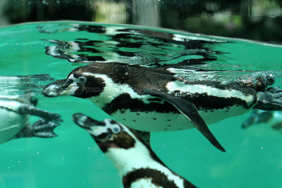 72 Visite du zoo parc de Beauval MK3_6494_DxO2 WEB.jpg