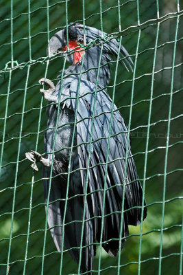 76 Visite du zoo parc de Beauval MK3_6501_DxO2 WEB.jpg