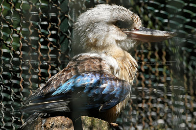 78 Visite du zoo parc de Beauval MK3_6505_DxO2 WEB.jpg