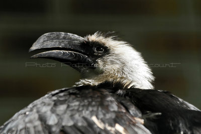 88 Visite du zoo parc de Beauval MK3_6516_DxO2 WEB.jpg