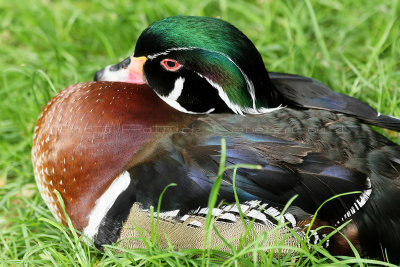 92 Visite du zoo parc de Beauval MK3_6522_DxO2 WEB.jpg