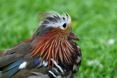 97 Visite du zoo parc de Beauval MK3_6529_DxO2 WEB.jpg