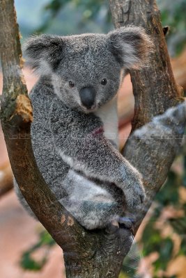 165 Visite du zoo parc de Beauval MK3_6654_DxO2 WEB.jpg