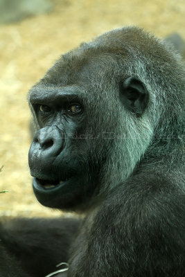 187 Visite du zoo parc de Beauval MK3_6695_DxO2 WEB.jpg