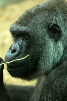 188 Visite du zoo parc de Beauval MK3_6697_DxO2 WEB.jpg