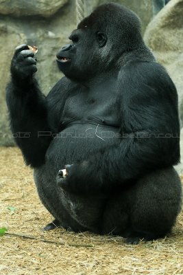 197 Visite du zoo parc de Beauval MK3_6712_DxO2 WEB.jpg