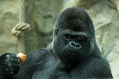 200 Visite du zoo parc de Beauval MK3_6715_DxO2 WEB.jpg