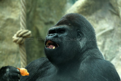 202 Visite du zoo parc de Beauval MK3_6717_DxO2 WEB.jpg