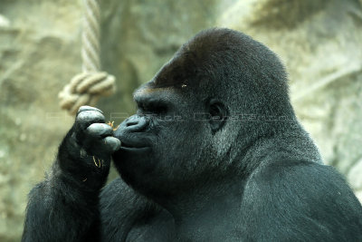 205 Visite du zoo parc de Beauval MK3_6720_DxO2 WEB.jpg