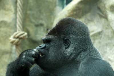 208 Visite du zoo parc de Beauval MK3_6723_DxO2 WEB.jpg