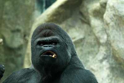 210 Visite du zoo parc de Beauval MK3_6725_DxO2 WEB.jpg