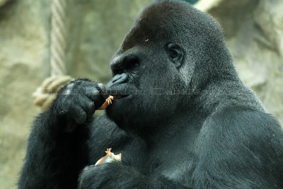 212 Visite du zoo parc de Beauval MK3_6728_DxO2 WEB.jpg