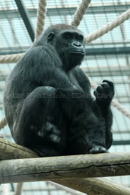 213 Visite du zoo parc de Beauval MK3_6731_DxO2 WEB.jpg