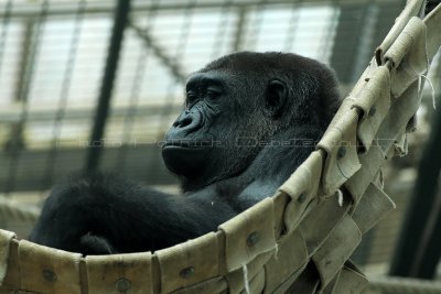 214 Visite du zoo parc de Beauval MK3_6734_DxO2 WEB.jpg