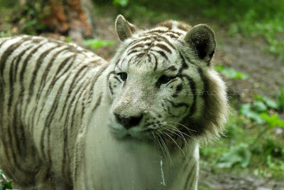 239 Visite du zoo parc de Beauval MK3_6769_DxO2 WEB.jpg