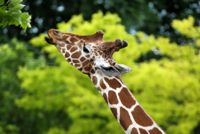 243 Visite du zoo parc de Beauval MK3_6774_DxO2 WEB.jpg