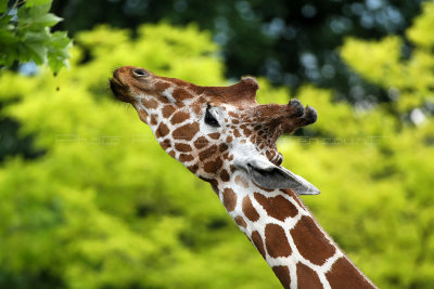 245 Visite du zoo parc de Beauval MK3_6776_DxO2 WEB.jpg