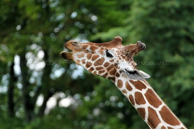 246 Visite du zoo parc de Beauval MK3_6777_DxO2 WEB.jpg