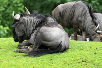 248 Visite du zoo parc de Beauval MK3_6779_DxO2 WEB.jpg