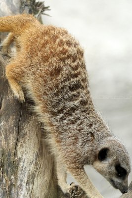 258 Visite du zoo parc de Beauval MK3_6790_DxO2 WEB.jpg