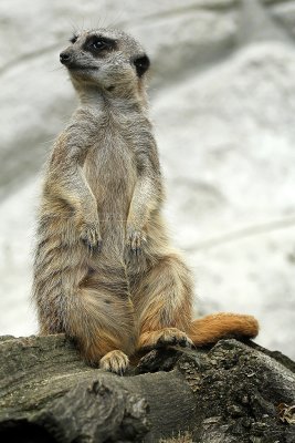 262 Visite du zoo parc de Beauval MK3_6794_DxO2 WEB.jpg